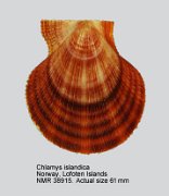 Chlamys islandica (2)